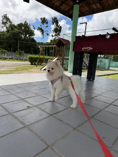 Sptiz alemão macho
