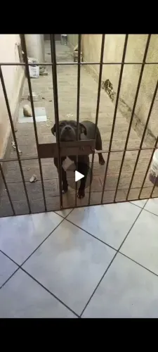 Fêmea pit monster 1 ano e 6 meses duas vacinas atende por nega super dócil , valor 1500