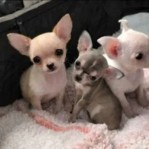 Chihuahua,Chihuahua Filhote Vacinado e Vermifugado