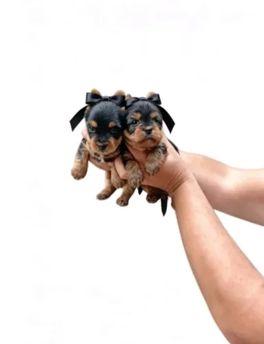 Filhote Yorkshire Terrier mini