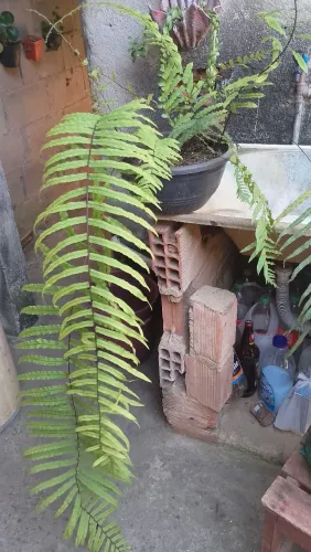 Vende-se plantas