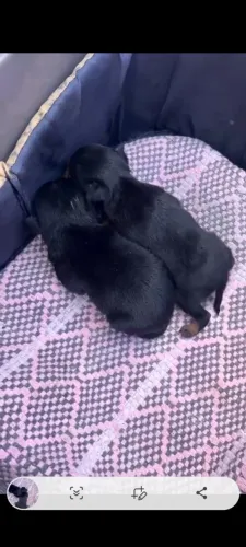 Vendo cachorro pinscher 1 macho e uma femea