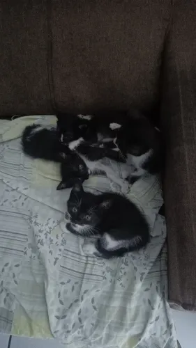 Gatos para doação
