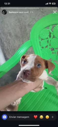 Filhote fêmea de pitbull terrier pura