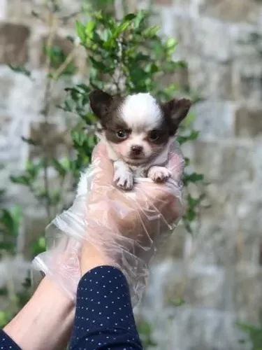 Chihuahua Macho Mini Companhia Perfeita | Vacina Importada e Pedigre