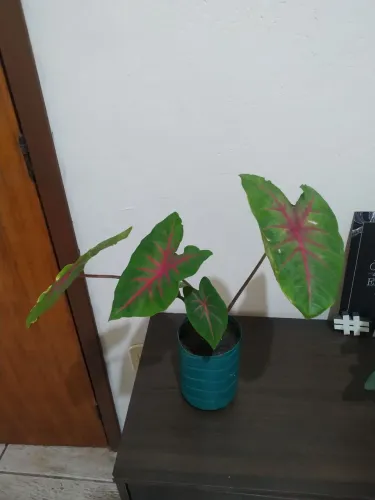 Plantas ornamentais