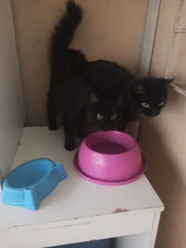 Doação animais