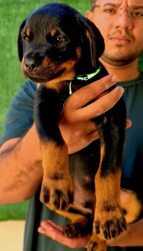 Filhote macho de rottweiler