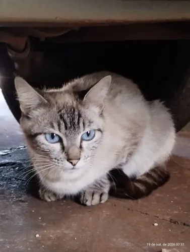 Gata já castrada para adoção 