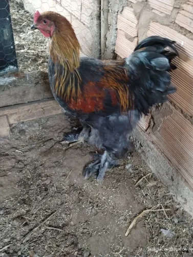 vendo frango Brama 