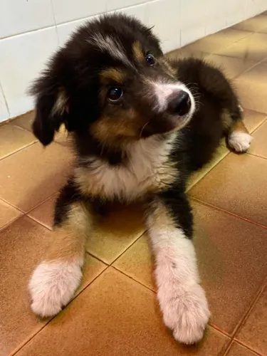 Doa-se filhote de border collie