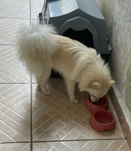 Spitz alemão fêmea 5 meses