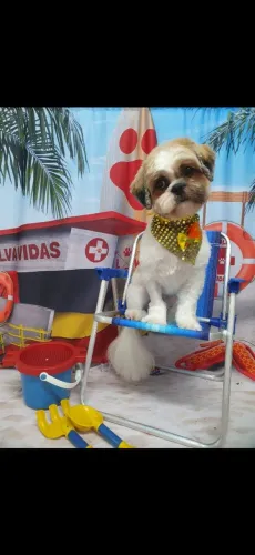 Shih Tzu 1 Ano, Castrado e Vacinado - Adoção Responsável