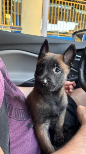 FILHOTE DE PASTOR BELGA MALINOIS À VENDA 
