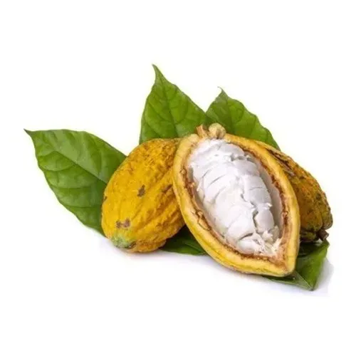 mudas do cacau fruta do chocolate 