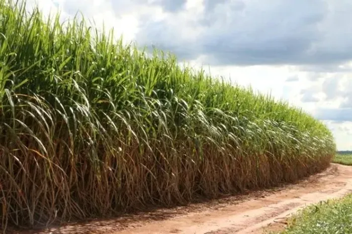 90% de Cana em Nhandeara