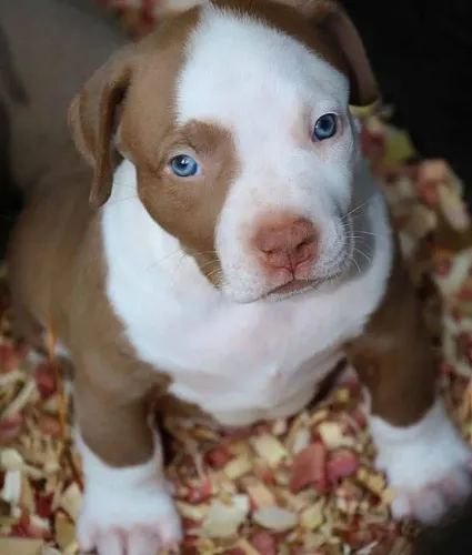 Pittbull filhotes trabalhamos com mais de 20 Raças