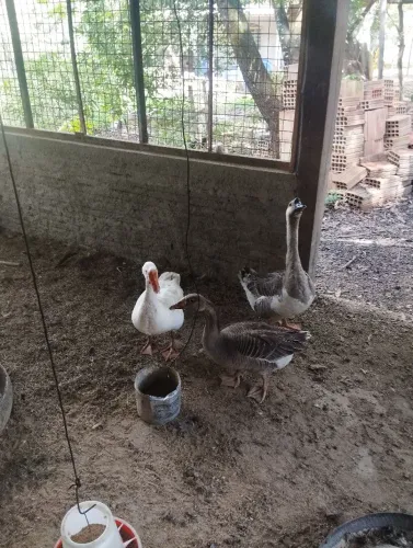 Casal de ganso chocador