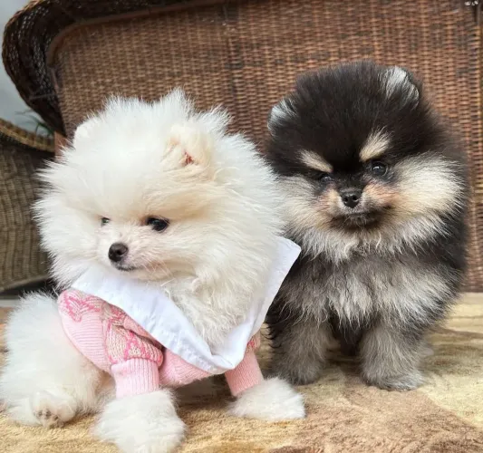 Spitz alemão personalidade equilibrada,visual impactante e muita fofura