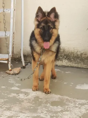 Pastor alemão fêmea 