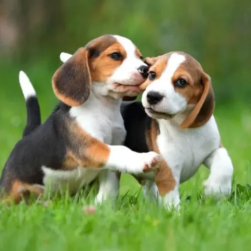 Beagle um amigo leal e fiel