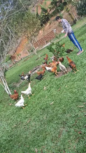 Vendo 06 lindos galos!
