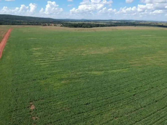Fazenda de arrendamento 350hec Em Rondonópolis vende ágio.
