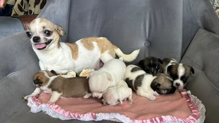 Lindos filhotes de Chiuahua disponíveis para venda
