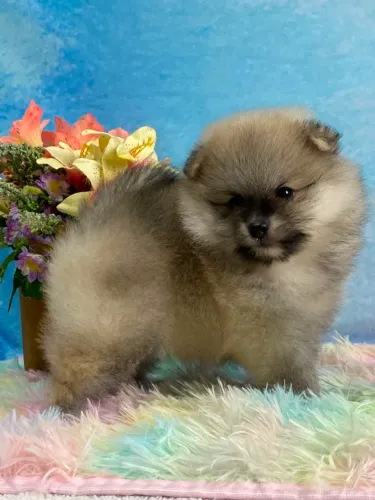 Macho de Spitz Alemão