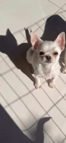 Cachorro 