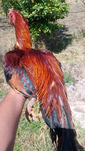 Galo barbudo