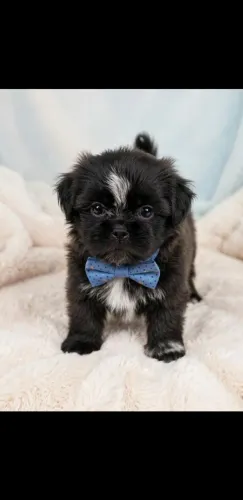 Vendo filhote de shihtzu