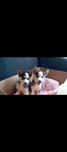 Vendo filhotes de cães Husky Siberiano 