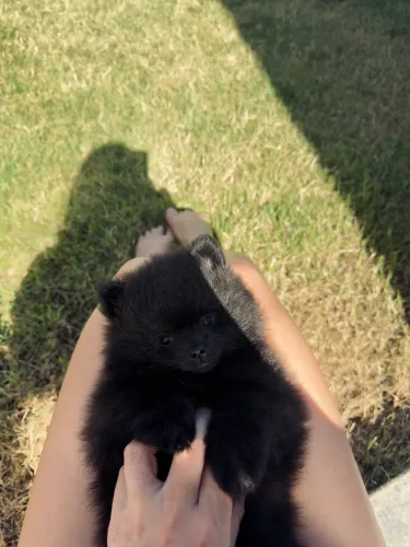 VENDO Spitz alemão - Lulu da Pomerania