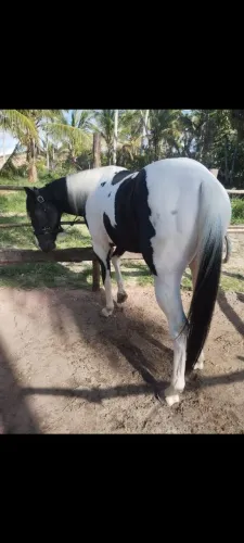 Potro Paint Horse de preto com apenas 3 anos, manso de cela.. 