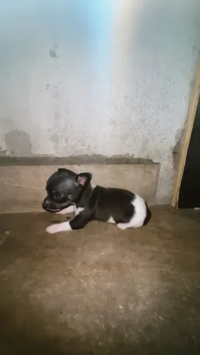 Vende-se filhote de pincher 0 macho