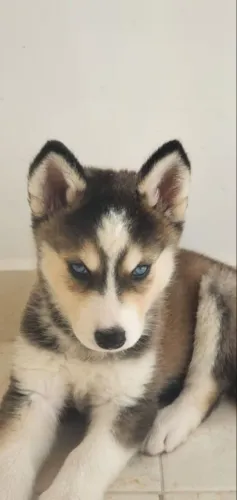 Husky Um filhote que combina com quem ama cães