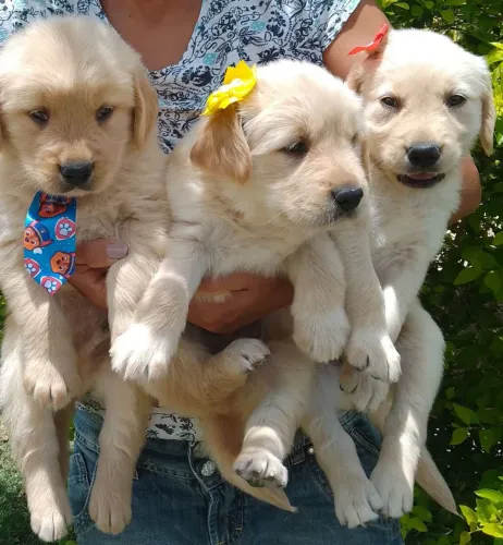 Golden Retriever filhos de campeões