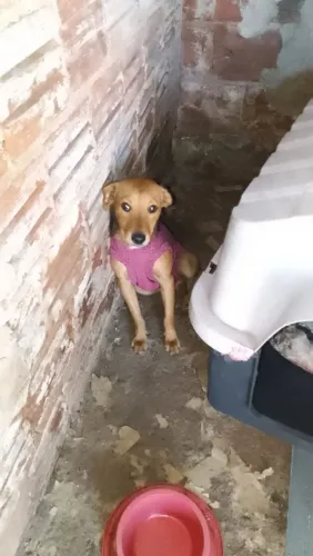 Adoção