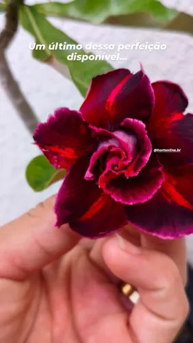 Rosa do deserto 