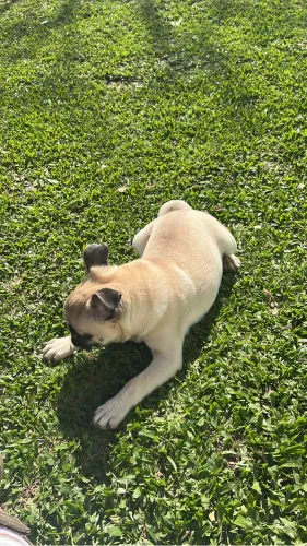 Lindo filhote de pug 