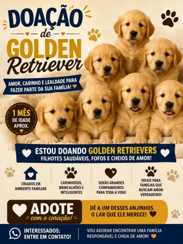 Golden Retriever, Filhotes para adoção
