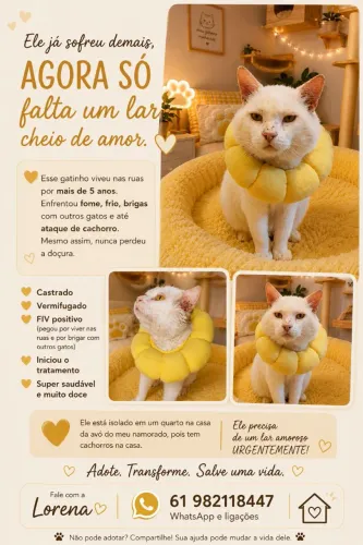 Adoção de gato