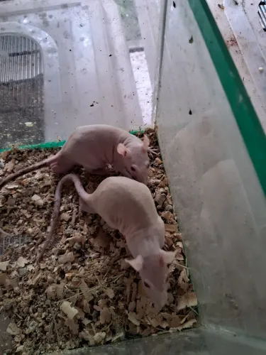 A3M- Rato Twister Stan Hairless ( leia a descrição do anúncio)