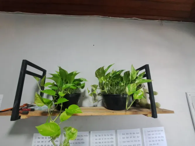 Plantas ornamentais 