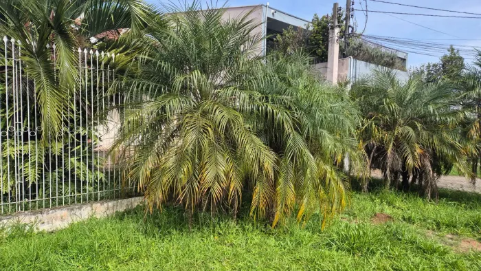 Palmeira Phoenix de 2 a 3 metros