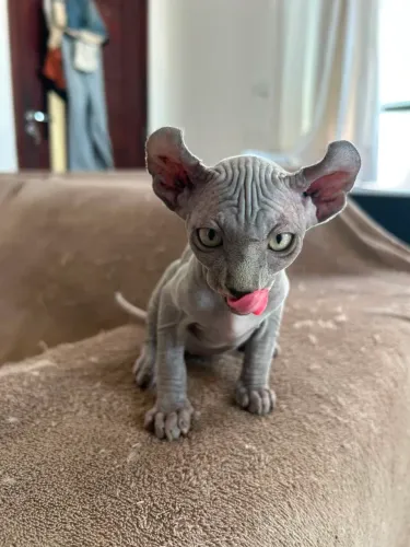 Gato phynx Elf MACHO