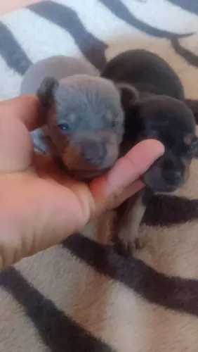 Filhotes de pinscher disponíveis 