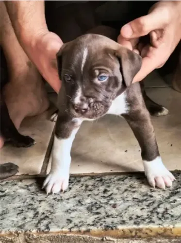 Cachorro doação 