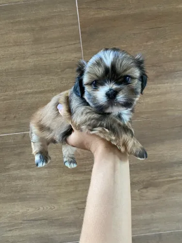 Mini Shih-tzu Machinho | Pai 2,5kg e Mãe 3,5kg